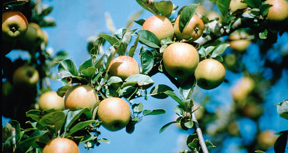 A close-up of ripe apples on a tree branch.